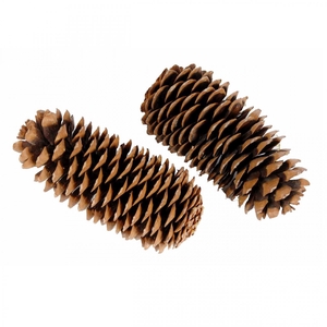 Pine cone Sugar pine cone 25-45cm