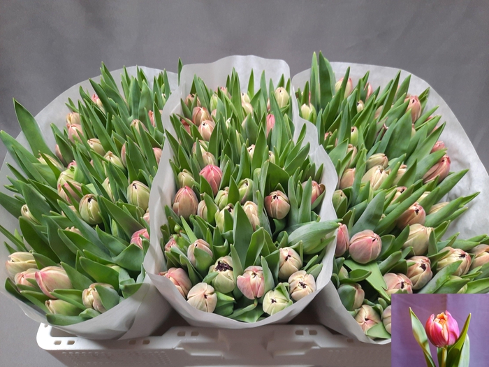 <h4>TU DU COLUMBUS</h4>