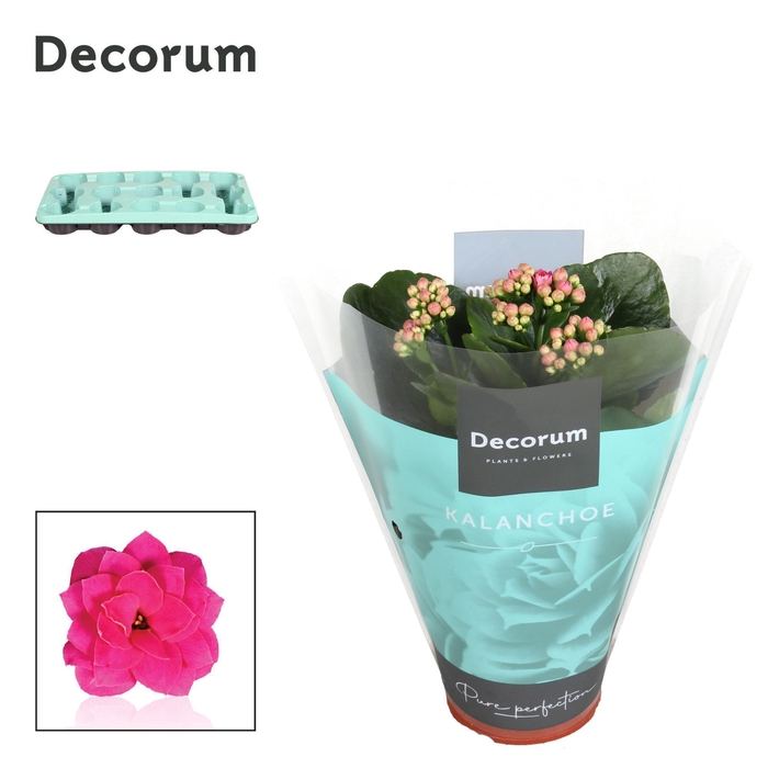 <h4>Kalanchoe Decorum - Purple</h4>