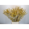 Ilex Citronella