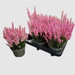 Callu Bl Michelle