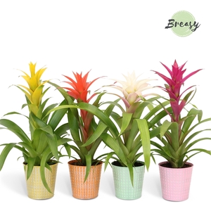 Mimesis Guzmania Cupcake - 13 cm in Orlando