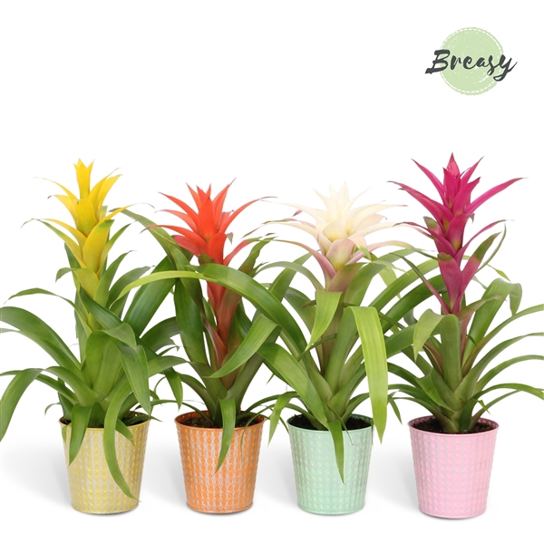 <h4>Mimesis Guzmania Cupcake - 13 cm in Orlando</h4>