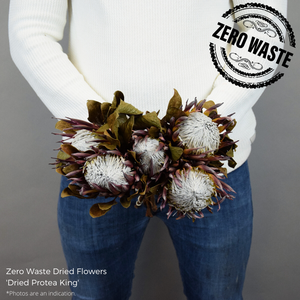 Dried Protea King