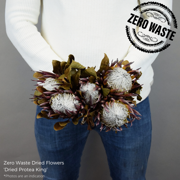 <h4>Dried Protea King</h4>