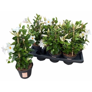 MANDE SUN WHITE