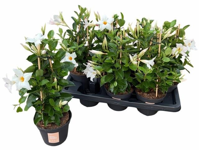 <h4>MANDE SUN WHITE</h4>