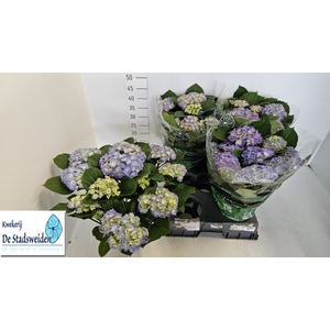 HYDR M BLAUER ZWERG