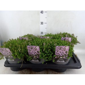 Thymus citriodorus