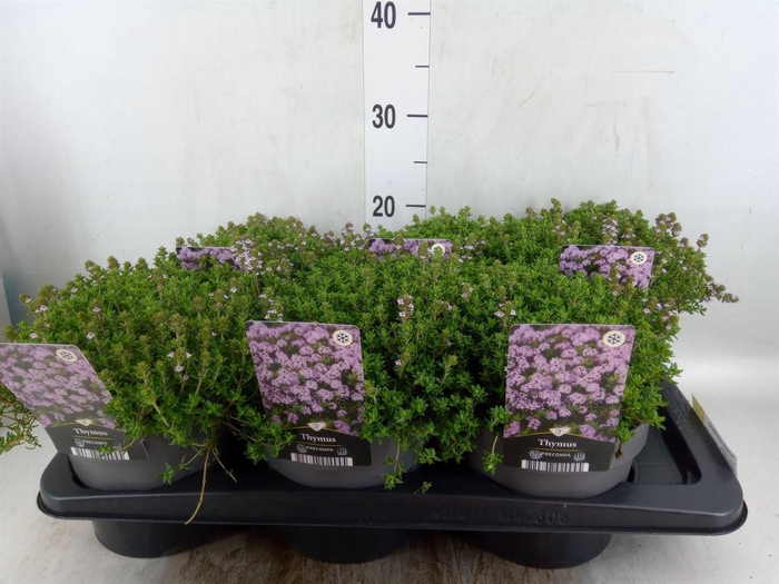 <h4>Thymus citriodorus</h4>