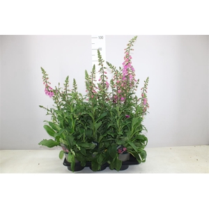 Digitalis Pink Panther