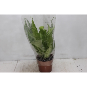 ASPLENIUM OSAKA CRESPO P17