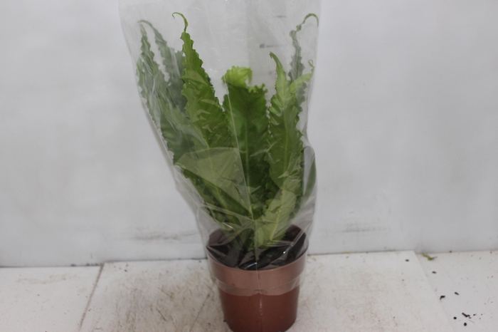 <h4>ASPLENIUM OSAKA CRESPO P17</h4>