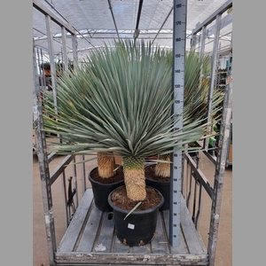 YUC ROSTRATA