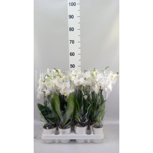 Phalaenopsis   ...white