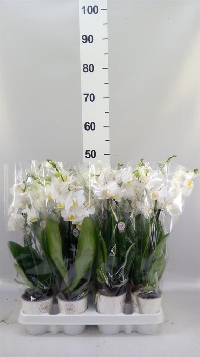 <h4>Phalaenopsis   ...white</h4>