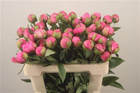 <h4>Paeo L Dr A Fleming</h4>