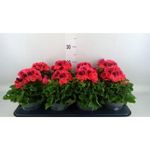 Pelargonium gran.   ..