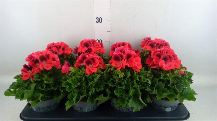 <h4>Pelargonium gran. ..</h4>