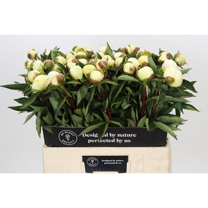 Paeonia Duchesse De Nemours