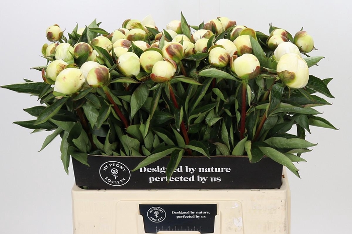 Paeonia Duchesse De Nemours