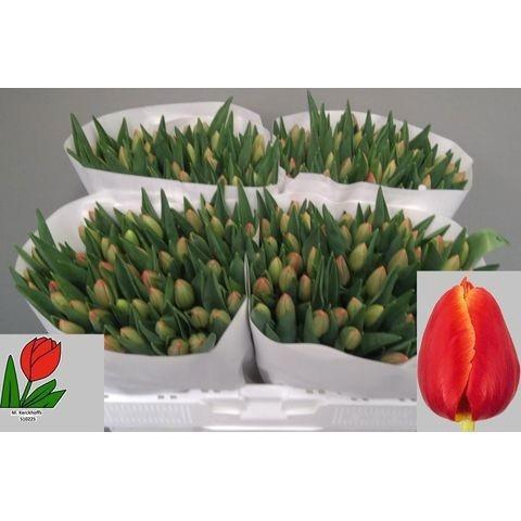 <h4>TU EN VERANDI</h4>