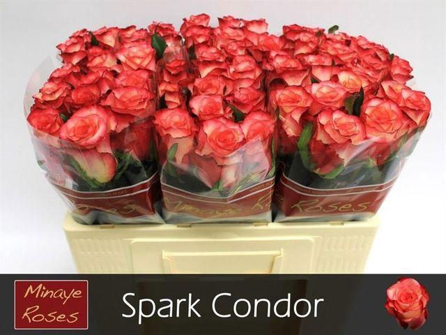 <h4>R Gr Spark Condor</h4>