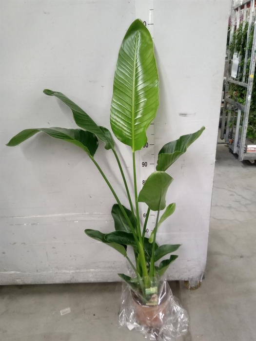 <h4>Strelitzia nicolai</h4>