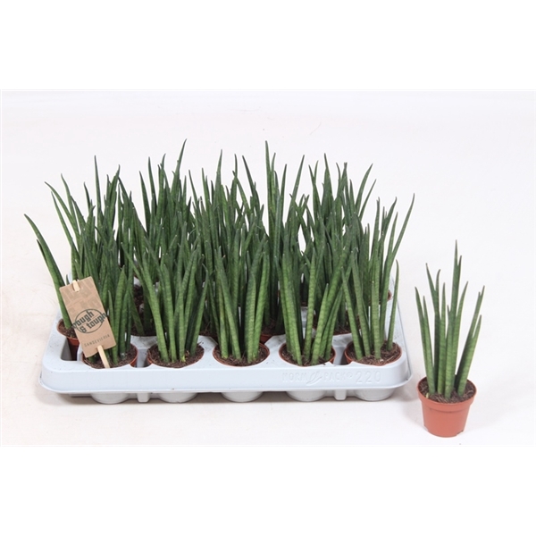 <h4>Sansevieria Mikado</h4>