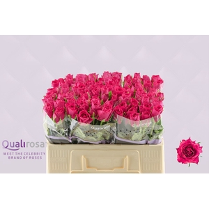 R Gr Madam Cerise