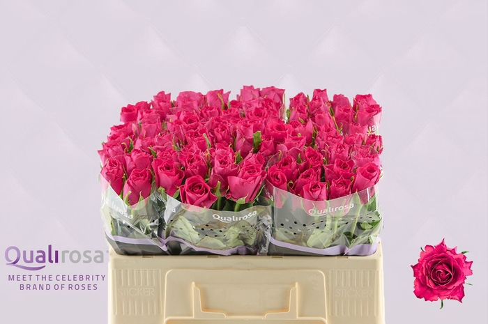 <h4>Rosa a grande fleur Madam Cerise</h4>