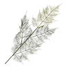 Asparagus Spray Green LV330124GRN