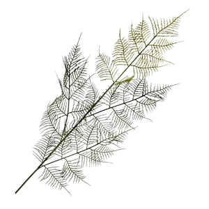 Asparagus Spray Green LV330124GRN