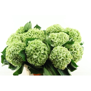 Hydr M. Cl. My Matcha Green 80-20