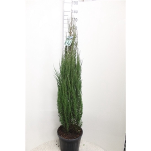 Juniperus scopulorum 'Blue Arrow' P32 potgedrukt