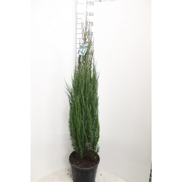 <h4>Juniperus scopulorum 'Blue Arrow' P32 potgedrukt</h4>