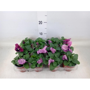 Viola wr. 'Delta Rose Surprise'