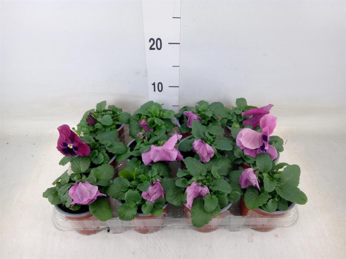 <h4>Viola wr. 'Delta Rose Surprise'</h4>