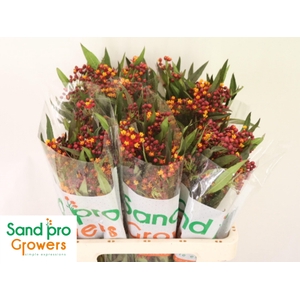 ASCL TUBEROSA