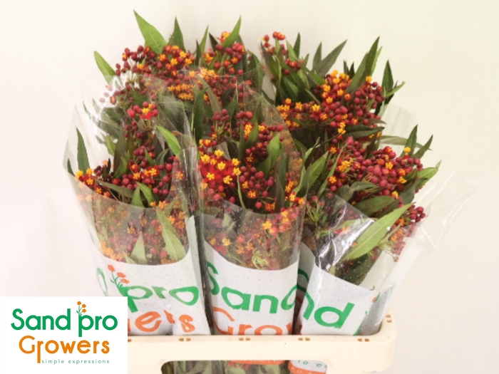 <h4>ASCL TUBEROSA</h4>