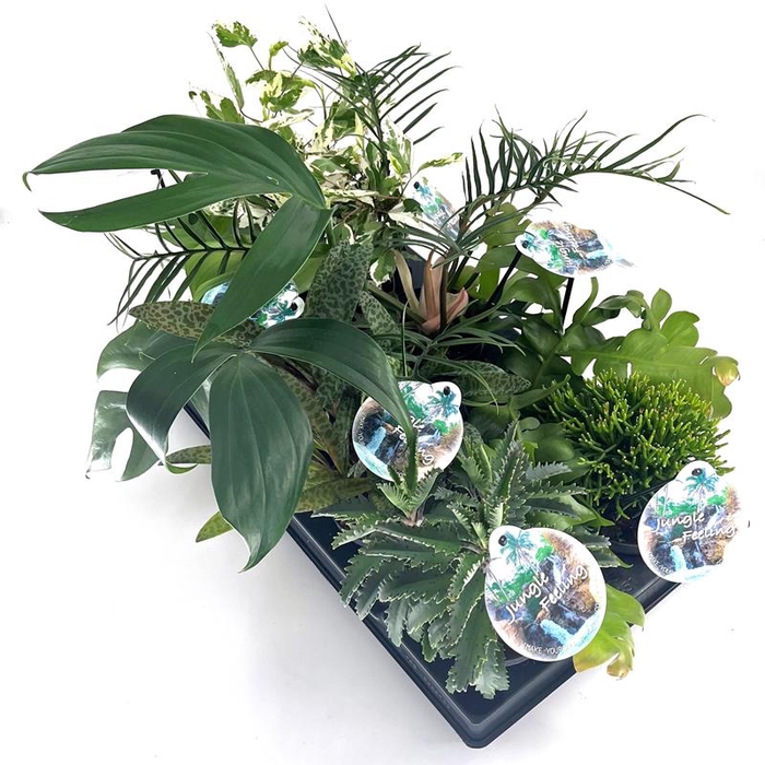 <h4>'JUNGLE' Mix (various plants)</h4>