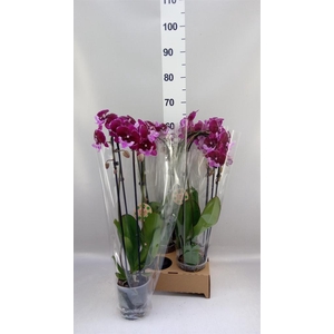 Phalaenopsis  'Elegant Cascade'
