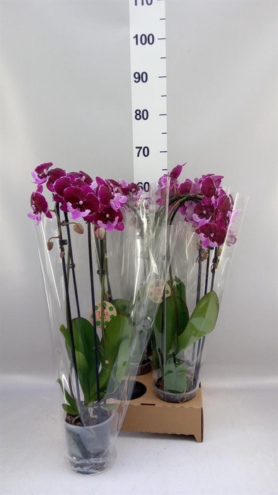 <h4>Phalaenopsis  'Elegant Cascade'</h4>