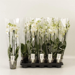 PHAL OV WIT