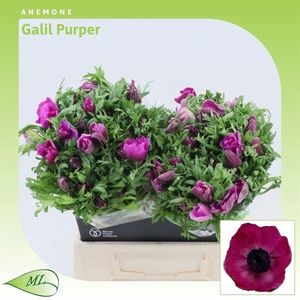 ANEM CO GALIL PURPER