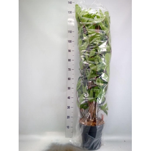 Philodendron pedatum