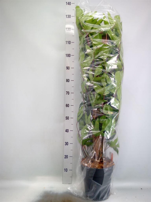 <h4>Philodendron pedatum</h4>