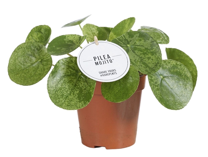 Pilea peperomoides