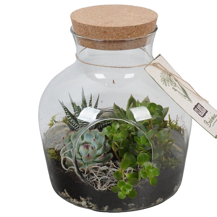 <h4>PTGIG2149 Arrangement Greens in glass in glazen terrarium</h4>