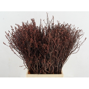 MYRICA GALE (GAGEL) SELECTED 050CM